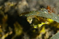 tiny Pigmy squid, (about 1.5 cm)hiding under a little piece of seagrass on a muck dive....emphasizes why we need to stay off the bottom and watch those fins folks..!