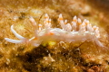 Nudibranch contest, Veracruz Mexico