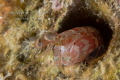 Mantis Shimp, Veracruz Mexico