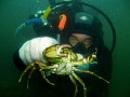 This crab was about 10cm with all it's legs only! It was just rescued from fisherman's net. And it was 20th day of my u/w practice...