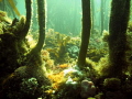 Kelp forest, One of my favorite diving spots in Hermanus South Africa