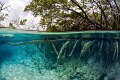 Mangrove