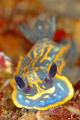 Hypselodoris Villafranca