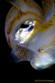 The eye of squid