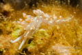 Nudibranch Gliding, Veracruz Mexico