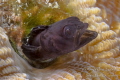 Blenny Ungry, Veracruz Mexico