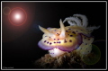 Chromodoris kunei