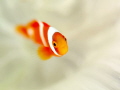[Nemo with White]