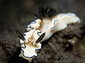 beauty nudi