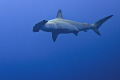 Hammerhead shark

NIKON D7000 in a Seacam 