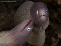 Muppet morays, Pulau Weh
