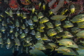 School of Grunts, Playa del Carmen Mexico