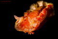 Spanish Dancer portrait
