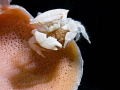 Dromia sp. (sponge crab) with eggs