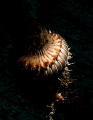 [:b:]Fireworm[:/b:]