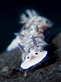 Chromodoris
