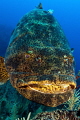 Goliath grouper portrait