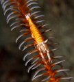 Cronoid Shrimp,  Anilao, Philippines.