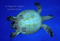 Turtle stomach, Belize mexico
