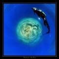 Polar Photography