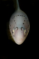 Morey Eel Closeup