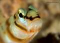 blenny portrait
