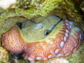 Common octopus in the San Blas Islands
