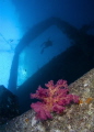 Coral growing on the wreck of The Giannis D in the Red Sea