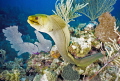 Green Morey dance, San Pedro Belize