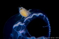 Amphipod Hitching a ride