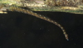 Leech (Erpobdella spec.)
under a submerged branch