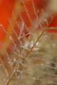 Tiny Mediterranean skeleton shrimp (pregnant)