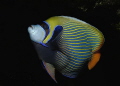 Emperor Angelfish