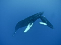 whales