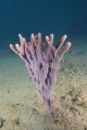Violet finger sponge glowing in the murky waters of Mahurangi Harbour.