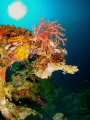 Beautiful marine growth on shipwreck in Truk Lagoon