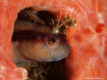 Blenny