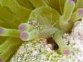 Spotted cleaner shrimp in giant anemone