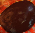 Look what I found insiide of the eye of an scorpion Fish...terrifying, isn't it?