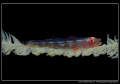 Little Goby on  his Whip Coral... :O)...