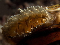 Incurrent siphon of an unionid mussel.
Note the dipteran larva sneaking
through the screen of papillae.