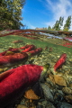 Sockeye Salmons heading to their mating grounds at Adams River, Canada