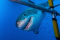 Curious Great White, obviously interested in the cages content...