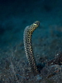 Garden Eel