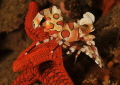 A harlequin shrimp working hard to dislodge a starfish.