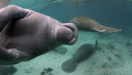 Manatee photobomb