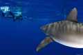 A shark's view