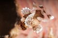 Juvenile sweetlips.