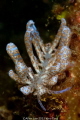 Solar-powered Phyllodesmium.