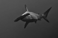 Hammerhead shark #2

NIKON D7000 in a Seacam 